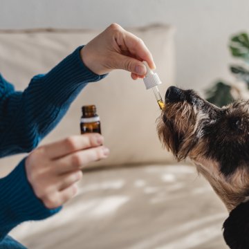 Dog taking cbd oil via a dropper